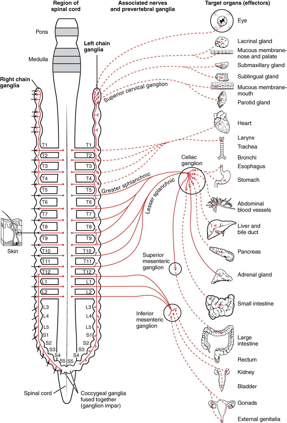 1501 Connections of the Sympathetic Nervous System Medical Websites 